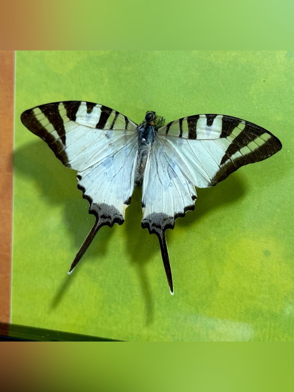 🔥Five-bar Swordtail Butterfly Mounted Taxidermy Framed Wall Art Natural History🦋